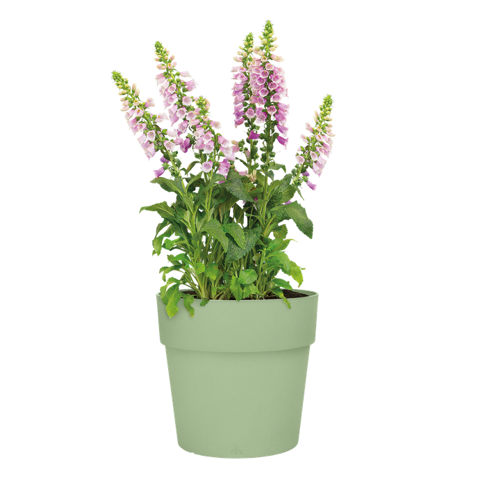 vibia straight round 40cm pistachio green